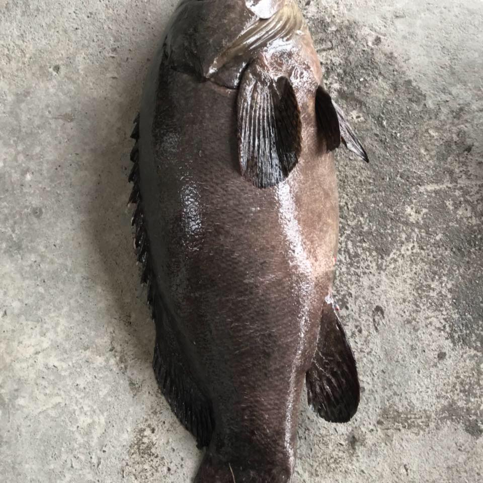 嘉義縣 - 布袋休閒海釣場